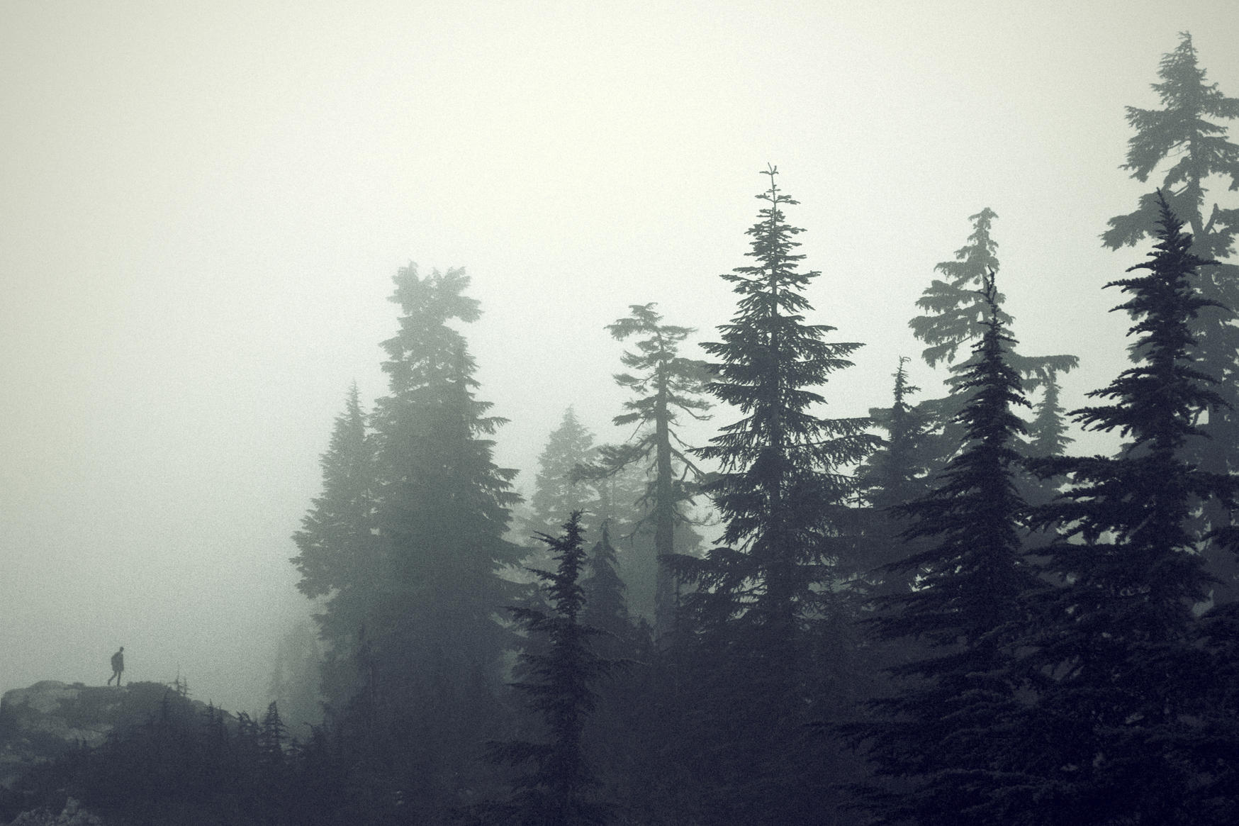 Granskog i tett tåke. foto
